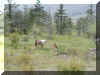 Wild Ponies in the Virginia Highlands - Mt Rogers Natl Rec Area.jpg (115869 bytes)